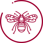 Insects icon